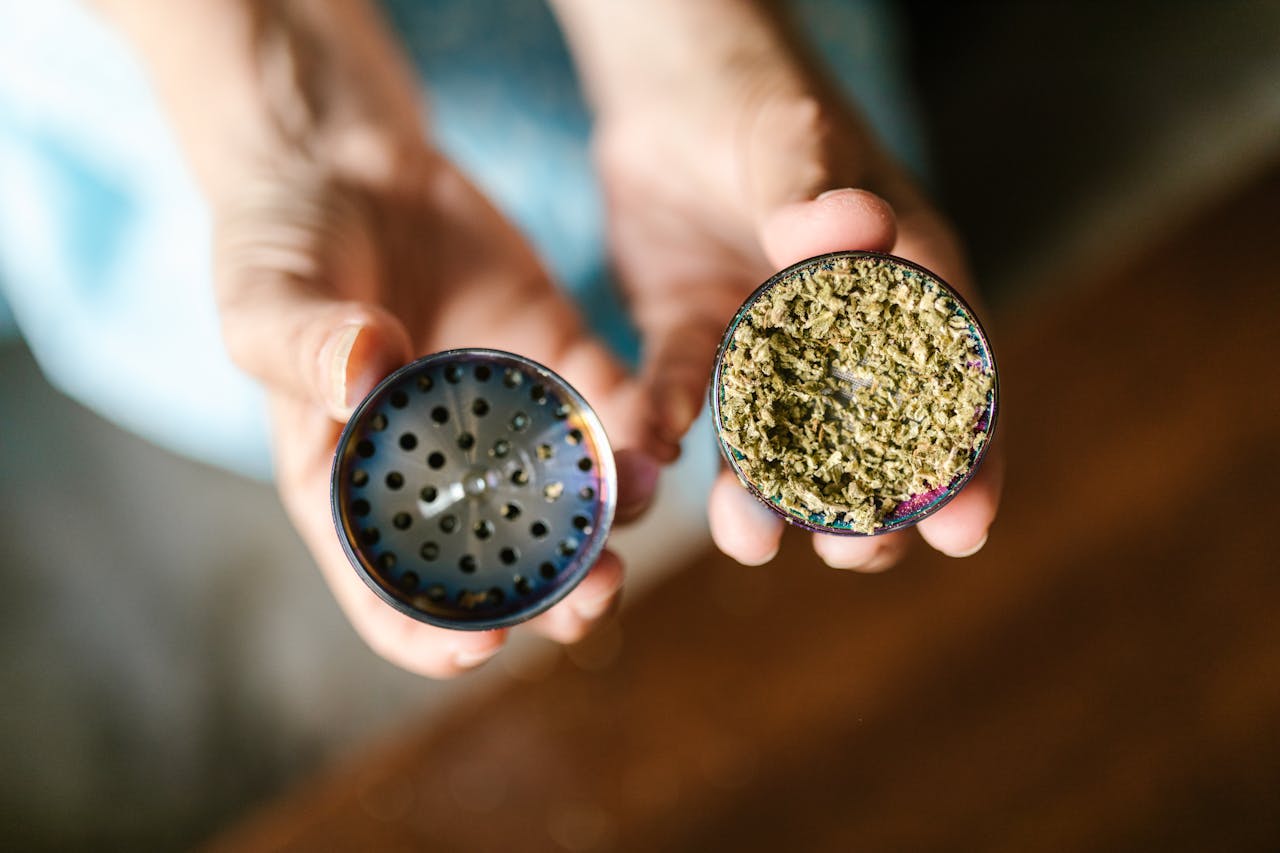 Detailed view of hands holding an open cannabis grinder with dried marijuana