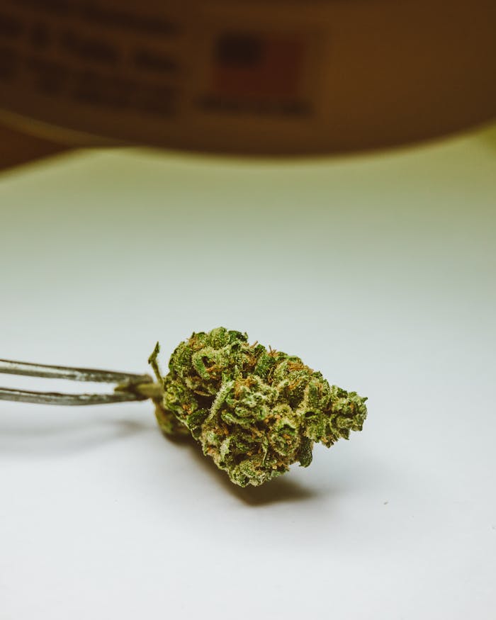 Detailed close-up of a cannabis bud held by tweezers on a neutral background.